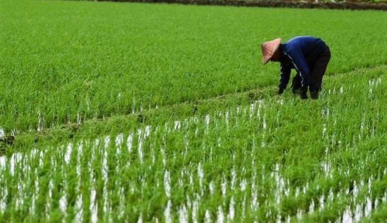 Το φαινόμενο «Ελ Νίνιο» απειλεί τις καλλιέργειες ρυζιού στην Κίνα