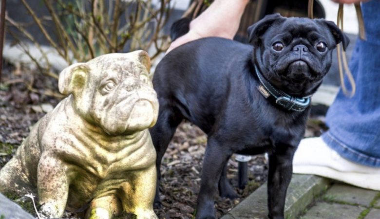 Δήμος κατέσχεσε και πούλησε στο eBay… το σκύλο οικογένειας για χρέη 