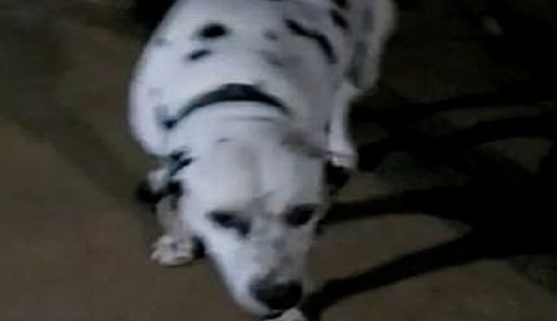 Σκυλάκι πέθανε από δάγκωμα κόμπρας για να σώσει την οικογένεια που άνηκε