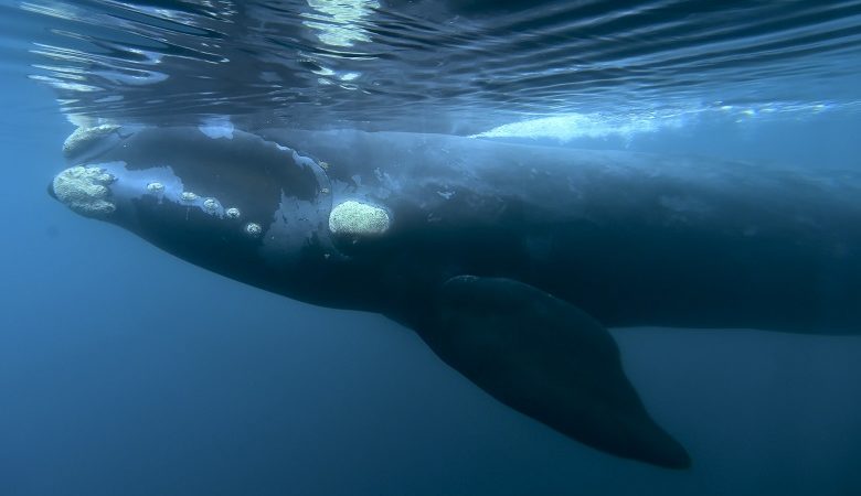 87 τραυματίες από σύγκρουση φέρι με φάλαινα στην Ιαπωνία