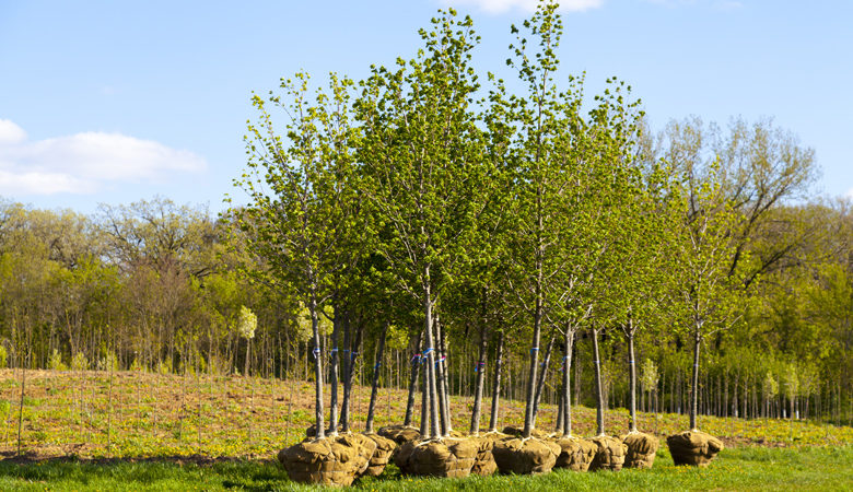 Δάσος ίσο με το 25% της έκτασης της Ιταλίας θα δημιουργήσει η Eni