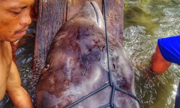 Φάλαινα βρέθηκε νεκρή έχοντας καταπιεί 40 πλαστικές σακούλες