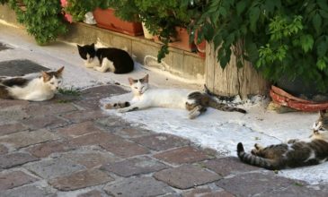 Κτηνωδία στην Πάτρα: Εξόντωσαν μαζικά με φόλες πάνω από 10 γάτες