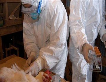 Θανάτωσαν 12.000 πτηνά στη Βουλγαρία λόγω της γρίπης των πτηνών