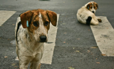 Κτηνωδία στο Πήλιο: Γέμισε ο δρόμος με δηλητηριασμένα σκυλιά
