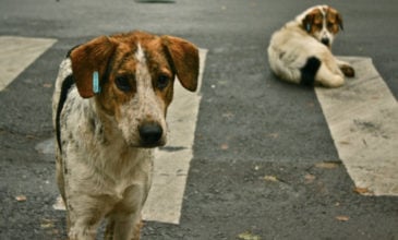 Αλμυρός: Πρόστιμο 30.000 ευρώ σε 56χρονο που θανάτωσε με φόλα αδέσποτο σκυλί