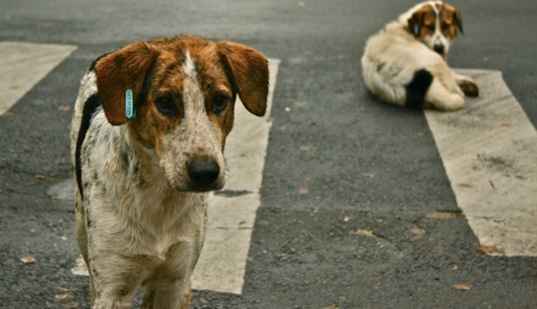Αγέλες σκύλων επιτίθενται σε περαστικούς στο Σέιχ Σου