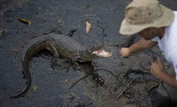 Αλιγάτορες «δραπέτευσαν» και κυκλοφορούν στο Ρίο ντε Ζανέιρο