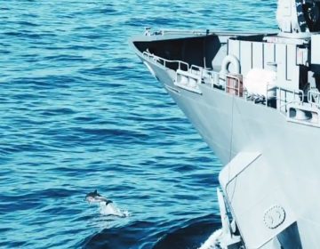 Οι Τούρκοι απαντούν για τα νεκρά δελφίνια από την «Γαλάζια Πατρίδα»