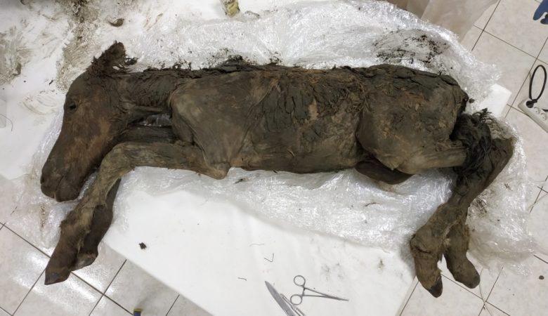 Βρέθηκε άλογο ηλικίας 42.000 ετών που περιείχε υγρό αίμα