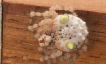 Άνδρας βρήκε στο σπίτι του τεράστια αράχνη που έμοιαζε με σούσι