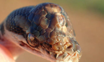 Ένα φίδι με τρία μάτια βρέθηκε σε έναν αυτοκινητόδρομο