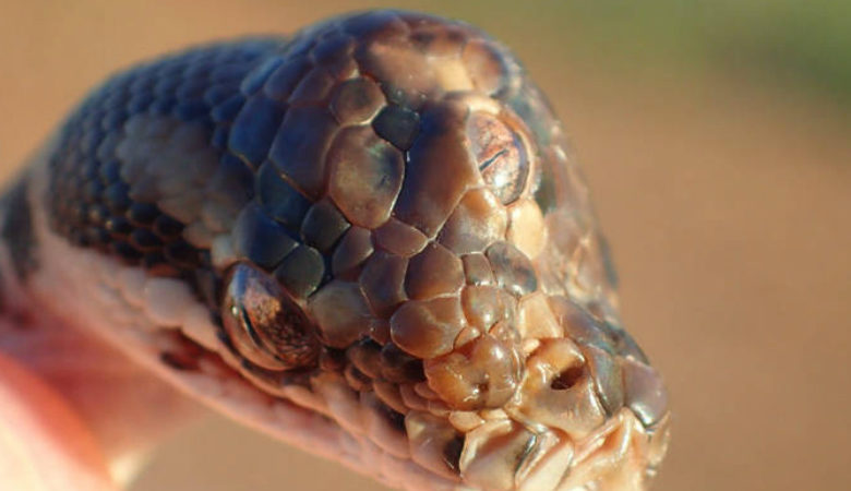 Ένα φίδι με τρία μάτια βρέθηκε σε έναν αυτοκινητόδρομο