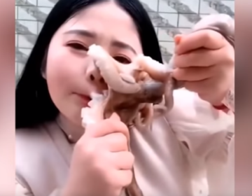 Vlogger προσπαθεί να φάει ωμό χταπόδι και εκείνο της επιτίθεται