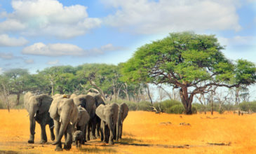 Στο… σφυρί οι ελέφαντες στη Ζιμπάμπουε λόγω υπερπληθυσμού