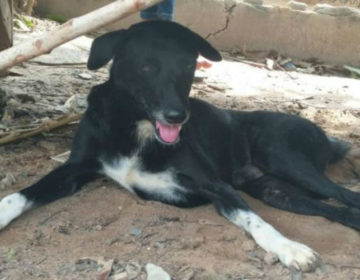 Ανάπηρος σκύλος έσωσε νεογέννητο που το έθαψαν ζωντανό σε χωράφι