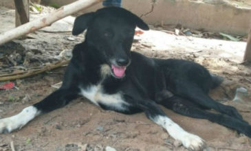 Ανάπηρος σκύλος έσωσε νεογέννητο που το έθαψαν ζωντανό σε χωράφι