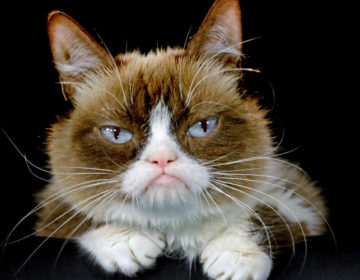 Πέθανε η διασημότερη γάτα του κόσμου