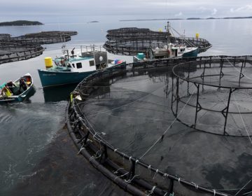 Τοξικό φύκι αποδεκατίζει τους σολομούς εκτροφής στη Νορβηγία