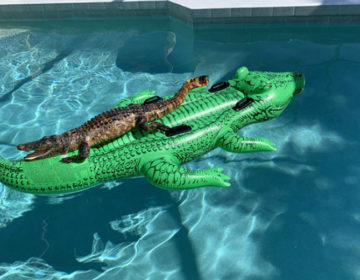 Νοίκιασαν Airbnb και βρήκαν έναν αλιγάτορα πάνω σε στρώμα