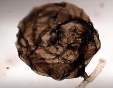 Ανακαλύφθηκε μύκητας ηλικίας σχεδόν ενός δισεκατομμυρίου ετών