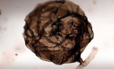 Ανακαλύφθηκε μύκητας ηλικίας σχεδόν ενός δισεκατομμυρίου ετών