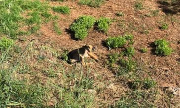 Απίστευτη κακοποίηση σκυλιών στα Χανιά- Βρέθηκαν κρεμασμένα σε δέντρα