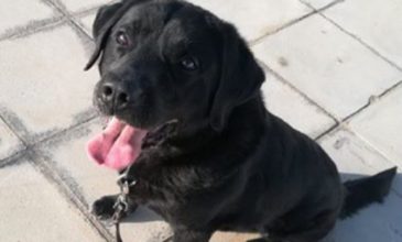 Αποστρατεύτηκε ο Charly, ο αστυνομικός σκύλος ανίχνευσης εκρηκτικών 
