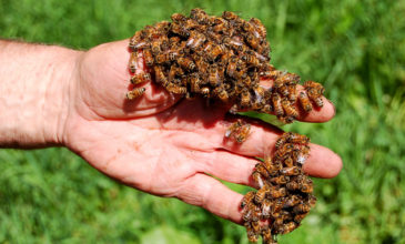 Νεκρός στη Ζάκυνθο από τσιμπήματα μελισσών