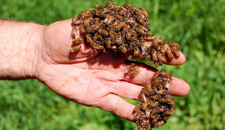 Νεκρός στη Ζάκυνθο από τσιμπήματα μελισσών