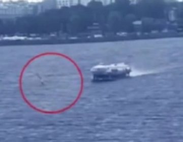 «Ιπτάμενο δελφίνι» παρέσυρε και σκότωσε σέρφερ