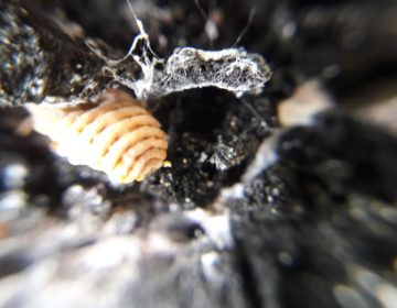 Ελληνικό έντομο νεκρώνει σαρωτικά τα πεύκα στην Αυστραλία