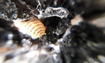 Ελληνικό έντομο νεκρώνει σαρωτικά τα πεύκα στην Αυστραλία