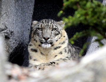 Λεοπάρδαλη σκότωσε αγοράκι δυόμιση ετών στη Ν. Αφρική