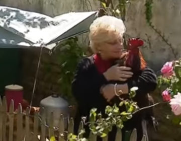 Στο εδώλιο του κατηγορουμένου κόκορας επειδή λαλεί πριν ξημερώσει