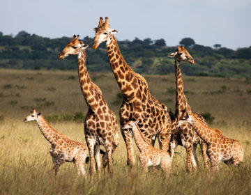 Ο μακρύς λαιμός τους μετατράπηκε σε ολέθριο αλεξικέραυνο