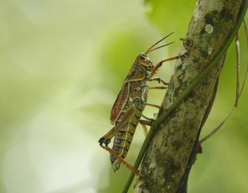 Επιδρομή εκατομμυρίων ακρίδων στην κεντρική Σαρδηνία