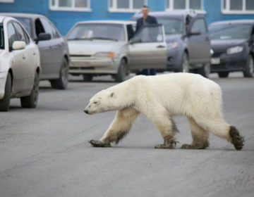Εξουθενωμένη και πεινασμένη μια πολική αρκούδα περιπλανιέται στους δρόμους της Σιβηρίας