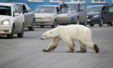 Εξουθενωμένη και πεινασμένη μια πολική αρκούδα περιπλανιέται στους δρόμους της Σιβηρίας