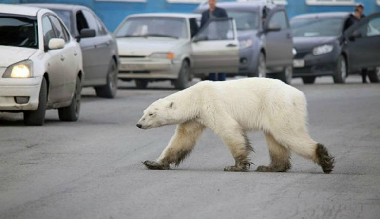 Εξουθενωμένη και πεινασμένη μια πολική αρκούδα περιπλανιέται στους δρόμους της Σιβηρίας