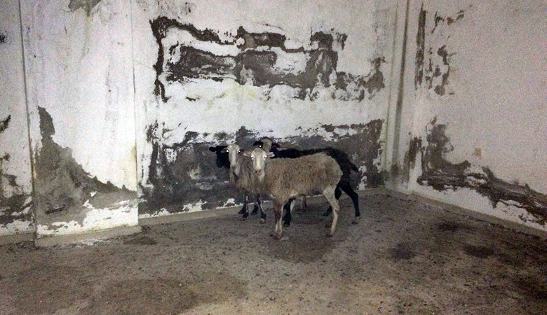 Φυλάκισαν πρόβατα σε άδειο κτίριο και τα άφησαν να πεθάνουν από ασιτία