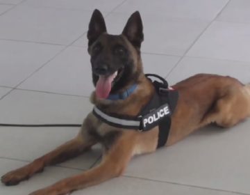 Αστυνομικός σκύλος εντόπισε εργαστήριο όπου νόθευαν ναρκωτικά