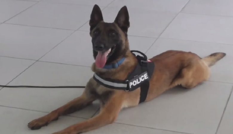 Ο σκύλος του Λιμενικού «μυρίστηκε» επτά διακινητές ναρκωτικών στη Μύκονο