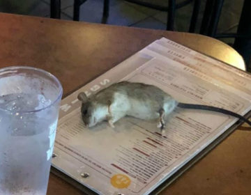 Ζωντανός αρουραίος έπεσε πάνω στο τραπέζι πελάτισσας