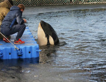 Ελεύθερες οι πρώτες από τις «φυλακισμένες» όρκες και φάλαινες μπελούγκες