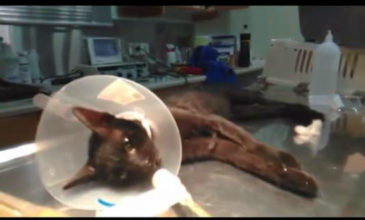 Απίστευτο περιστατικό στην Πάτρα με οδηγό που πάρκαρε πάνω σε ένα ζωντανό γατάκι