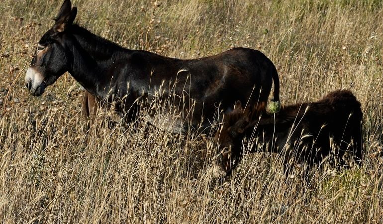 Λάρισα: Στον εισαγγελέα 40χρονος για κακοποίηση μουλαριών – Πρόστιμο 3.500 ευρώ