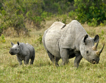 Πέντε ρινόκεροι ταξίδεψαν στη Ρουάντα για να σωθούν από την εξαφάνιση