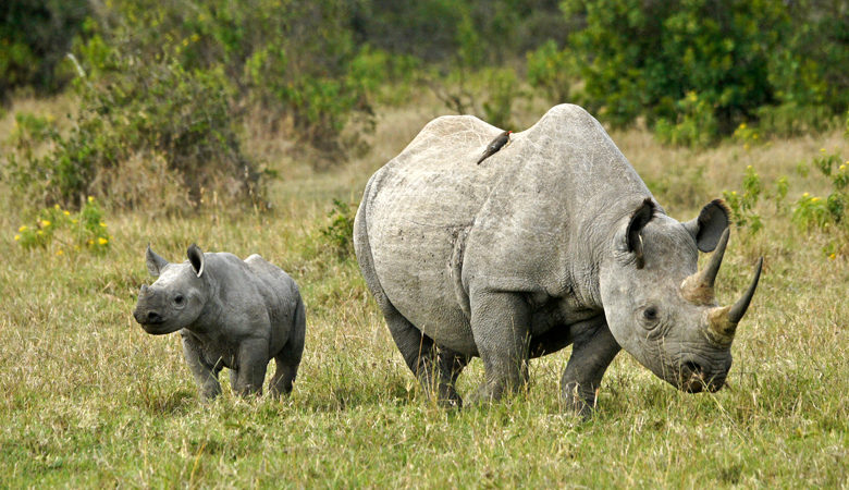 Πέντε ρινόκεροι ταξίδεψαν στη Ρουάντα για να σωθούν από την εξαφάνιση