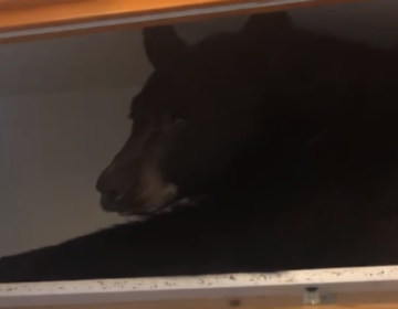 Οικογένεια βρήκε μια αρκούδα να… κοιμάται μέσα στην ντουλάπα της